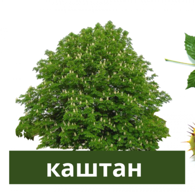 каштан