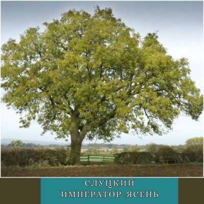 Слуцкий император-ясень