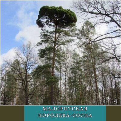 Малоритская королева-сосна