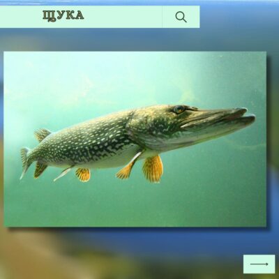 щука