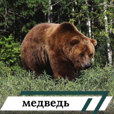 медведь