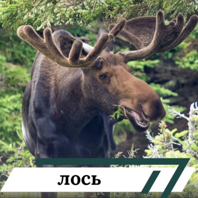 лось