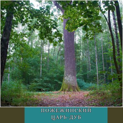 Пожежинский царь-дуб