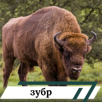 зубр