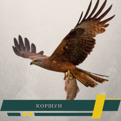 коршун