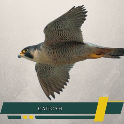 сапсан